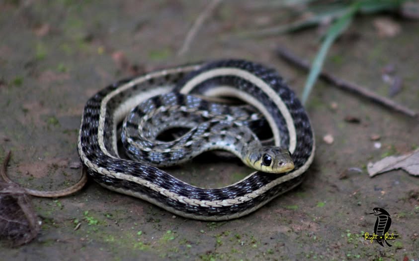 Buff-striped Keelback