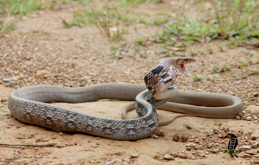 Copperheaded Trinket