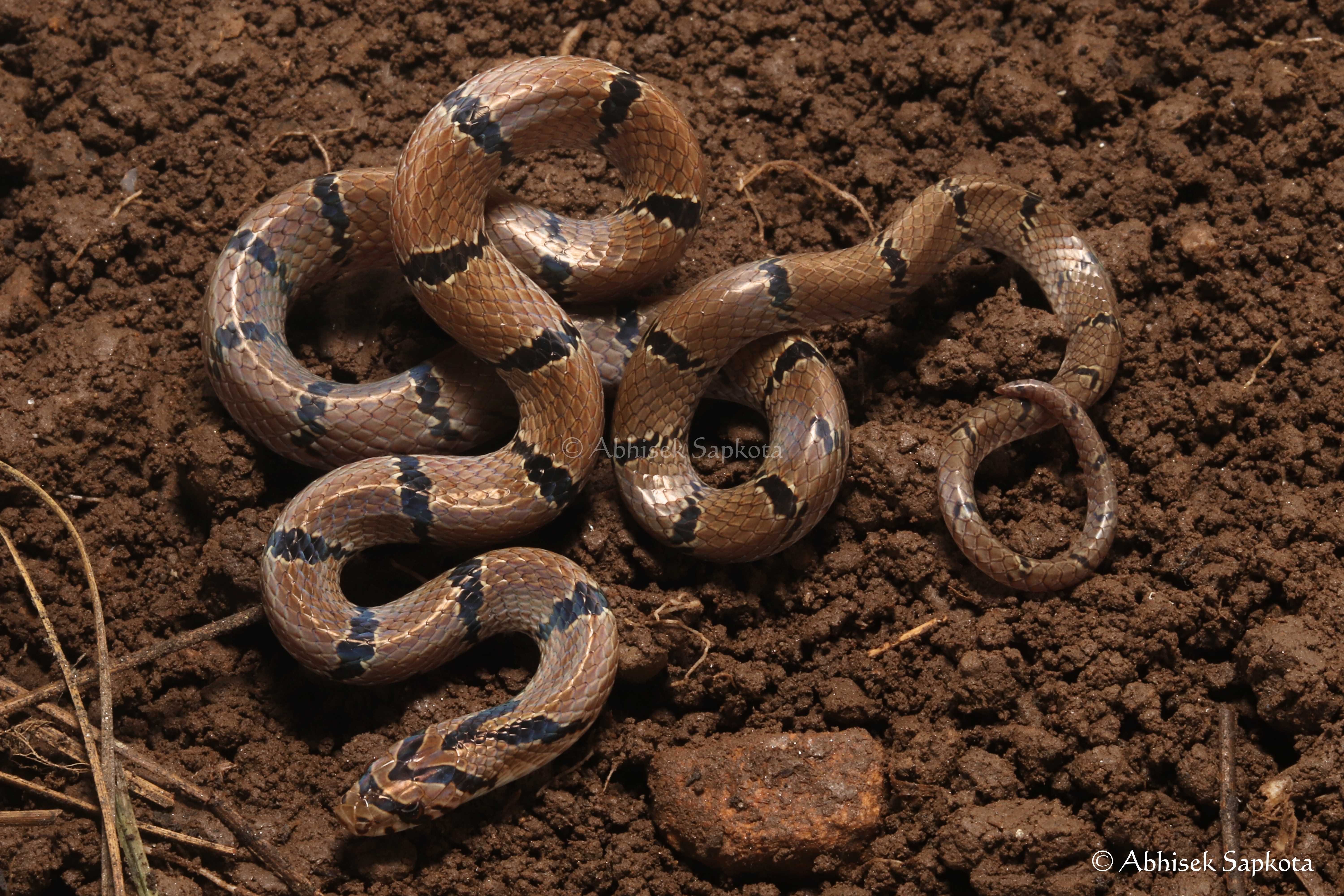 Common Kukri / साँखड सर्प