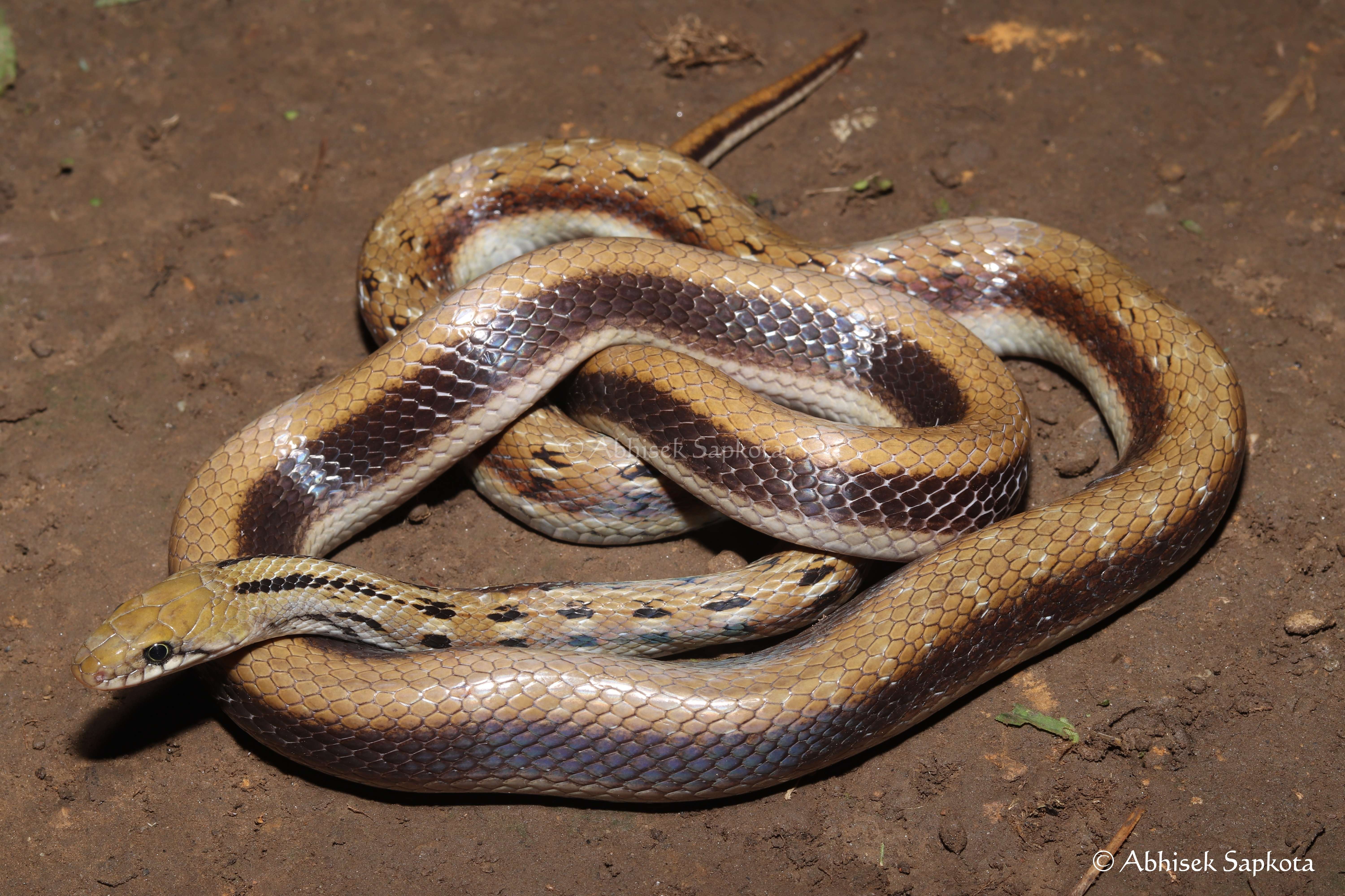 Common Trinket Snake