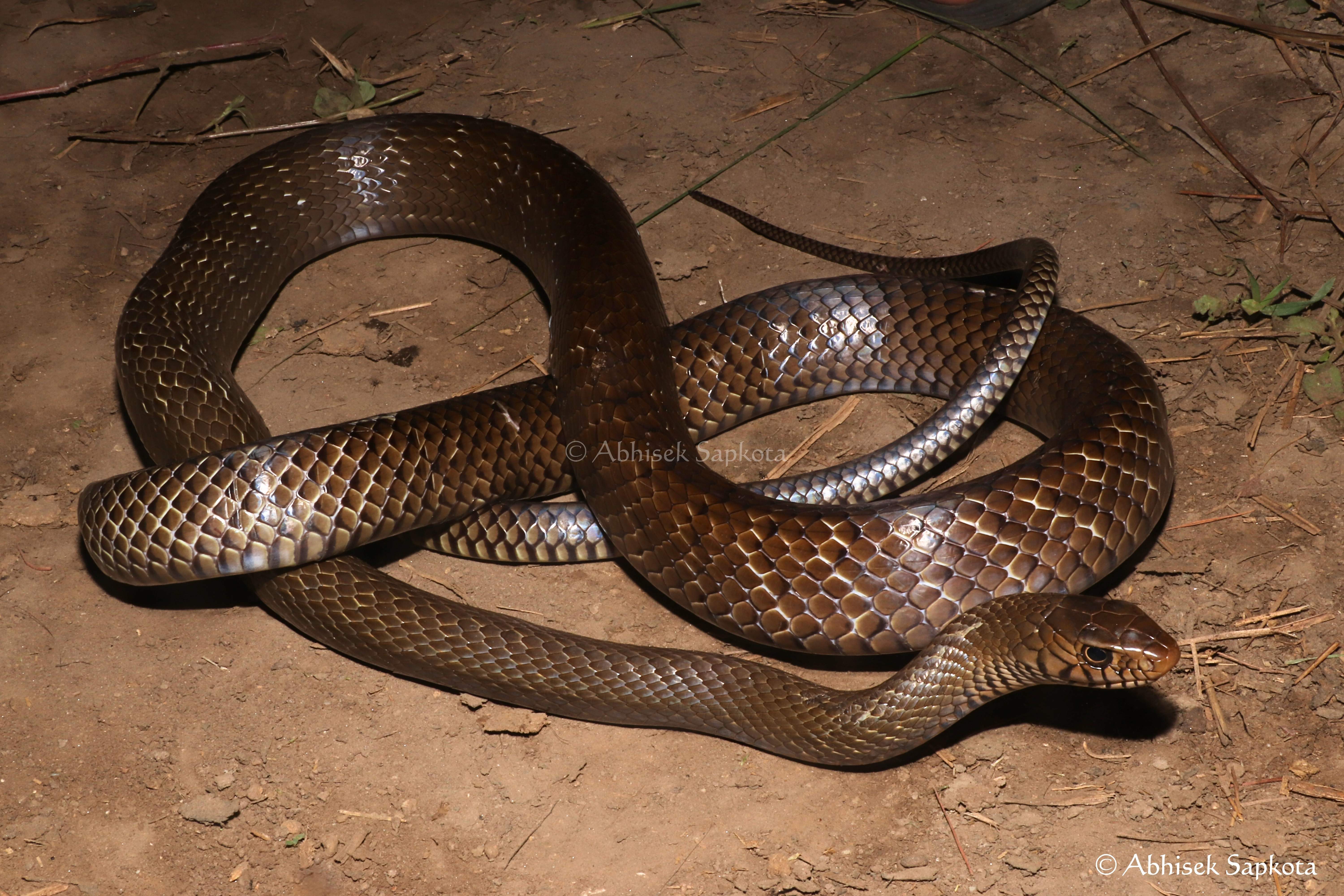 Common Rat snake