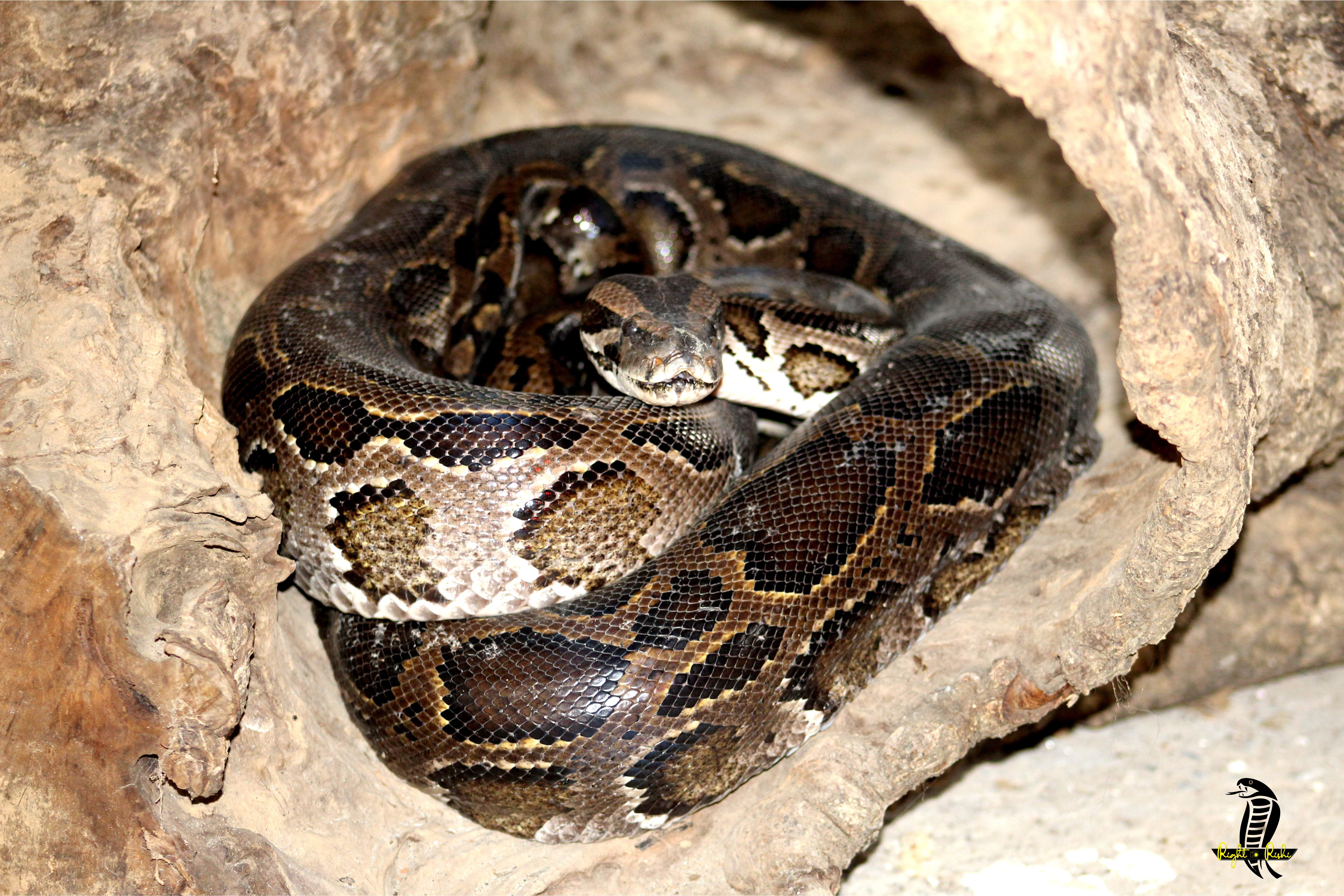 Burmese Python